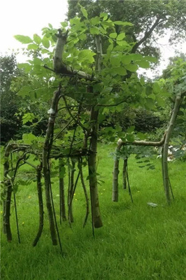 地里種出來的綠色環(huán)保椅 你肯定沒見過