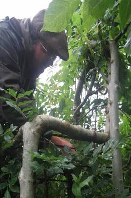 地里種出來(lái)的綠色環(huán)保椅 你肯定沒(méi)見(jiàn)過(guò)