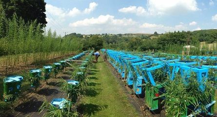 地里種出來的綠色環保椅 你肯定沒見過